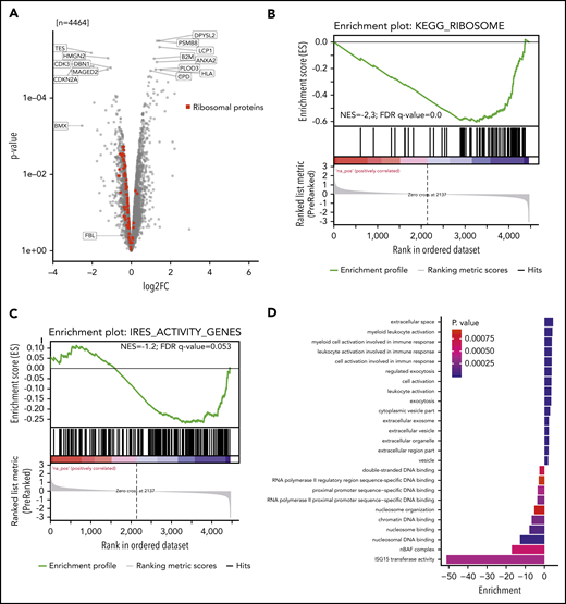 Nascent proteome analysis reveals SNORD42A-dependent protein translation. (A) The volcano plot indicates the log-fold change (log2FC; horizontal axis) and P value (vertical axis) from nascent proteomics in SNORD42A knockout and control single clones. (B) GSEA demonstrated that most ribosomal proteins are depleted following a SNORD42A knockout. FDR, false discovery rate; NES, normalized enrichment score. (C) GSEA of genes with known IRES activity. (D) The graph shows the GO enrichment analysis.
