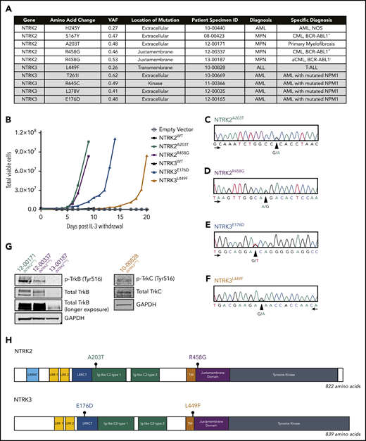 Identification of 4 oncogenic NTRK point mutations in patient samples. (A) Among the 185 patient samples sequenced using a custom capture library consisting of 1862 kinase and kinase-associated genes, 10 patients harbored a mutation in 1 of the NTRK genes. The NTRK2R458G mutation was found in 2 patients. Mutations are organized by gene and diagnosis. Patient specimen identifier (ID) is also provided. (B) NTRK2A203T, NTRK2R458G, NTRK3E176D, and NTRK3L449F mutations transform the murine Ba/F3 pro-B cell line and enable interleukin 3 (IL-3)–independent growth. No growth was observed in Ba/F3 cells harboring an empty vector (pMX-puro) or wild-type (WT) NTRK2 or NTRK3. Total viable cells are plotted over time and cell growth was measured after the withdrawal of IL-3. This experiment was repeated at least twice with consistent results. Additional validation studies are found in supplemental Figure 2. (C-F) Electropherograms from Sanger sequencing of patient genomic DNA confirm the presence of NTRK2A203T, NTRK2R458G, NTRK3E176D, and NTRK3L449F mutations. Peaks correspond to the following nucleotides: A (green), T (red), C (blue), and G (black). Arrows indicate direction of sequencing. (G) Immunoblot analysis of total and phosphorylated TrkB (p-TrkB) and TrkC (p-TrkC) on patient samples with known NTRKA203T (12-00171), NTRKR458G (12-00337 and 13-00187), and NTRK3L449F (10-00828) mutations. (H) Gene schematics depict the location of prioritized NTRK2 and NTRK3 point mutations. The location of the following domains is included: leucine-rich repeat (LRR) N-terminal domain (LRRNT; NTRK2-specific), LRR 1, LRR 2, LRR C-terminal domain (LRRCT), immunoglobulin (Ig)-like C2-type 1, Ig-like C2-type 2, transmembrane (TM), juxtamembrane, and tyrosine kinase. aCML, atypical CML; CML, chronic myeloid leukemia; GAPDH, glyceraldehyde-3-phosphate dehydrogenase; MPN, myeloproliferative neoplasm; NOS, not otherwise specified; VAF, variant allele frequency.