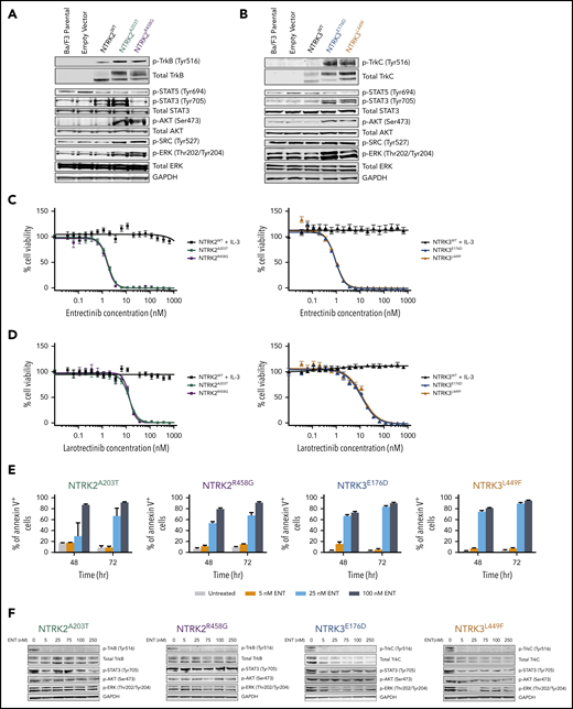 NTRK2 and NTRK3 mutants are constitutively phosphorylated and sensitive to Trk inhibition. (A-B) Expression of total and phosphorylated TrkB and TrkC is increased in mutant-transformed Ba/F3 cells relative to WT cells. All mutants phosphorylate canonical downstream effectors, AKT and extracellular signal-regulated kinase (ERK). STAT3 phosphorylation was not evident in NTRK2R458G. Both NTRK2 mutants result in increased SRC phosphorylation. GAPDH served as a loading control. Prior to lysis, WT cells were grown in IL-3–supplemented media and all lines were starved overnight in 0.1% bovine serum albumin (BSA) RPMI. (C-D) NTRK mutants are sensitive to entrectinib and larotrectinib. Six replicates of WT and mutant NTRK2 and NTRK3 Ba/F3 cells were plated with varying concentrations of entrectinib and larotrectinib for 72 hours. NTRK2WT and NTRK3WT cells were plated in media supplemented with IL-3. Cell viability was determined using a tetrazolamine-based viability assay. Viability is represented as a percentage of the untreated control. The average mean plus or minus SEM is shown. Additional validation studies are found in supplemental Figure 6B. (E) Mutant-transformed Ba/F3 cells were starved overnight in 0.1% BSA RPMI and then treated with increasing concentrations of entrectinib (ENT) for ∼16 hours and immunoblotted for Trk and downstream effectors. (F) ENT induces apoptosis in mutant-transformed Ba/F3 cells following 48 and 72 hours. Annexin V staining was performed in triplicate. The average mean plus or minus SEM is shown. Validation studies in supplemental Figure 6C. p-AKT, phosphorylated AKT; p-ERK, phosphorylated ERK; p-SRC, phosphorylated SRC; p-STAT, phosphorylated STAT.