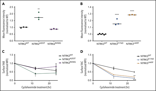 Mutants NTRK2A203T, NTRK3E176D, and NTRK3L449F increase Trk cell-surface localization but not retention. (A-B) To assess differences in mutant receptor localization, WT and mutant Ba/F3 cells were stained with APC-conjugated anti-TrkB or anti-TrkC antibodies and analyzed by flow cytometry. A significantly higher localization of Trk receptors was observed with NTRK2A203T, NTRK3E176D, and NTRK3L449F mutants relative to their respective WT receptor. Validation of APC-conjugated Trk flow antibodies is shown in supplemental Figure 9C-D. (C-D) To assess receptor retention at the cell surface, WT and mutant NTRK2 and NTRK3 Ba/F3 cells were treated with 100 µg/mL cycloheximide for 12 or 24 hours, stained with APC-conjugated anti-TrkB or anti-TrkC antibodies, and analyzed via flow cytometry. Following 12 hours, NTRK2A203T was less stable than NTRK2WT. Both NTRK3 mutants were less stable than NTRK3WT after 12 and 24 hours of cycloheximide treatment. Normalized mean fluorescence intensity (MFI) is shown over time. For all experiments, WT Ba/F3 cells were grown in IL-3–supplemented media and all lines were starved overnight in 0.1% BSA RPMI. Staining was performed in triplicate. Statistical significance was assessed by a 1-way or 2-way ANOVA followed by a Tukey multiple comparison test. All statistical comparisons shown are between WT and mutant receptors. The average mean plus or minus SEM is shown. *P < .05; **P < .01; ***P < .001; ****P < .0001.