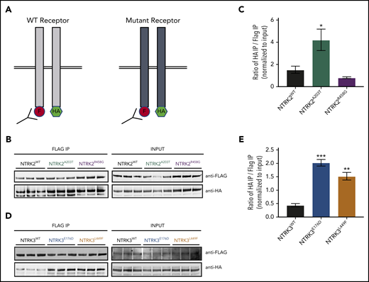 NTRK2A203T , NTRK3E176D , and NTRK3L449F exhibit increased receptor dimerization in comparison with their respective WT receptor. (A) Schematic of NTRK dimerization studies. A total of 0.5 µg of FLAG (F)- and hemagglutinin (HA)-tagged NTRK WT or mutant constructs were cotransfected into HEK293T/17 cells and immunoprecipitated (IP) using anti-FLAG beads. FLAG immunoprecipitates were then probed with an anti-HA antibody to detect the coimmunoprecipitating receptor, suggestive of receptor dimerization. The level of HA and FLAG coimmunoprecipitation was quantified using ImageJ and normalized to input. A higher ratio of HA to FLAG immunoprecipitation was indicative of increased receptor dimerization. (B-C) Immunoblot analysis and quantification of WT and mutant NTRK2 constructs suggest that the NTRK2A203T mutation caused increased receptor dimerization. (D-E) Increased receptor dimerization was seen with both NTRK3 mutants relative to WT as evident by immunoblot and quantification analysis. For all experiments, statistical significance was assessed by a 1-way ANOVA followed by a Tukey multiple comparison test. All statistical comparisons shown are between WT and mutant receptors. Three biological replicates were performed for each condition. Each experiment was performed at least twice with consistent results. The average mean plus or minus SEM is shown. *P < .05; **P < .01; ***P < .001.