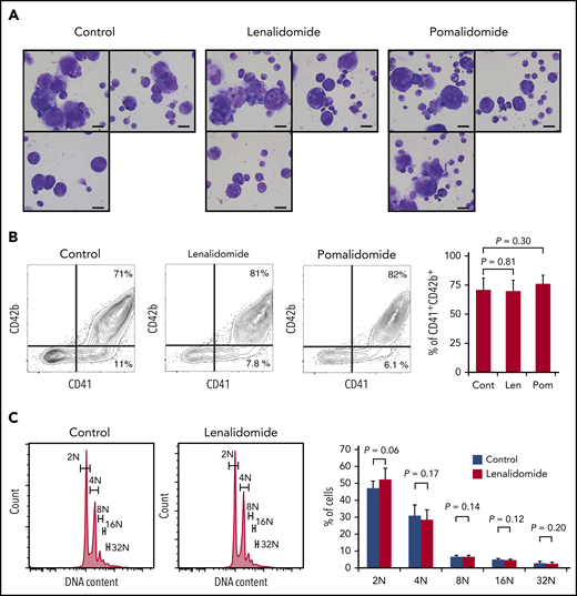 IMiDs do not inhibit maturation or endomitosis of megakaryocytes. (A) Cytospin preparations of cells derived from CD34+ HSPCs (May-Giemsa staining) showing large and weakly basophilic cytoplasm, azurophilic granules, and multilobulated nuclei. HSPCs were cultured in serum-free liquid media for 10 days in the presence or absence of 10 µM of IMiDs. Images were captured by a BH-2 microscope (Olympus) and ACT-2U imaging software (Nikon) with ×600 magnification (scale bars, 25 µm). (B) Flow cytometric analysis of CD41 and CD42b expression. Representative flow cytometric plots are shown in 3 panels on the left. Summarized data of the percentages of CD41+CD42b+ phenotypically mature megakaryocytes are shown in the right panel. (C) DNA ploidy analysis by flow cytometry. Ploidy levels were evaluated based on the DNA content with PI staining. Representative ploidy histograms are shown in 2 panels on the left. Summary of the ploidy distributions is illustrated in the right panel. Data are from 4 (B) and 3 (C) independent experiments and expressed as means ± standard errors of the mean. P values were determined by 2-tailed Student t test. Cont, control; Len, lenalidomide; Pom, pomalidomide.