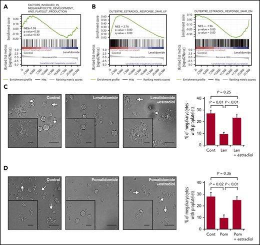 IMiDs inhibit proplatelet formation by blocking estradiol action. (A) Gene expression profiles of untreated and lenalidomide (Len)-treated megakaryocytes to examine genes involved in the terminal differentiation of megakaryocytes and platelet production was evaluated by gene set enrichment analysis (GSEA). (B) GSEA comparing untreated and Len-treated megakaryocytes for estradiol-upregulated (left panel) and -downregulated (right panel) genes. For each gene set, an enrichment score was calculated using the normalized Kolmogorov-Smirnov statistic. To adjust for the different sizes of gene sets, normalized enrichment score (NES) was calculated. (C-D) Representative phase-contrast microscopic images of megakaryocytes cultured with or without 10 µM of Len (C) or pomalidomide (Pom) (D) alone or in the presence of 10 nM of estradiol. Arrows denote megakaryocytes with proplatelets. Insets show enlarged images. Images were captured by BZ-X700 (Keyence) with ×20 (large images; scale bars, 50 µm) and ×40 (inset images; scale bars, 25 µm) objective lens. Mean percentages of proplatelet-forming megakaryocytes in 500 cells analyzed per sample are shown in the right panels. Data are from 3 independent experiments and expressed as means ± standard errors of the mean. P values were determined by 2-tailed Student t test.