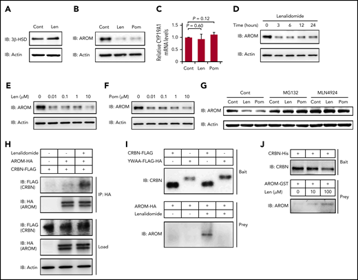 IMiDs induce cereblon-dependent degradation of aromatase. (A-B) Protein expression levels of 3β-HSD (A) and aromatase (AROM) (B) in megakaryocytes generated from CD34+ HSPCs. (C) Relative mRNA expression levels of CYP19A1 in megakaryocytes generated from CD34+ HSPCs. The cells were treated with dimethyl sulfoxide, 10 µM of lenalidomide (Len), or pomalidomide (Pom) for 24 hours. (C) Data are from 3 independent experiments and expressed as means ± standard errors of the mean. P values were determined by 2-tailed Student t test. (D) Time course of 10-µM Len treatment in megakaryocytes for AROM protein levels. (E-F) Immunoblot analysis for AROM protein levels in megakaryocytes treated for 24 hours with Len (E) or Pom (F) at indicated concentrations. (G) Immunoblot analysis for AROM protein levels in K562 cells treated for 24 hours with or without 10 µM of IMiDs alone or in the presence of 10 µM of MG132 or 1 µM of MLN4924. (H) Lysate mixture of K562 cells transfected with HA-tagged AROM and those transfected with FLAG-tagged cereblon (CRBN) was incubated with or without 10 µM of Len for 12 hours and subjected to immunoprecipitation with antibody against HA. (I) FLAG-tagged CRBN was immunoprecipitated from the lysates of 293T cells transfected with indicated CRBN variants and used to capture AROM from 293T cells transfected to overexpress aromatase. (J) Purified recombinant His-tagged CRBN-loaded beads were incubated with glutathione S-transferase (GST)–tagged AROM in the presence of Len at indicated concentrations. Results are representative of 2 (A, G, H, I, J) or 3 (B, D, E, F) independent experiments. Cont, control; IB, immunoblotting; IP, immunoprecipitation.