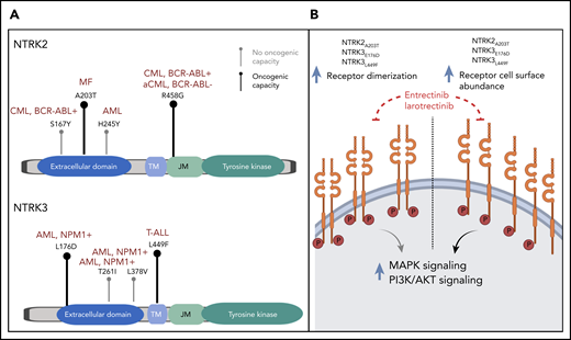 (A) Lollipop plots depicting the identified point mutations in NTRK2 (upper panel) and NTRK3 (lower panel) genes. Bold black marks indicate experimentally validated oncogenicity of the mutation; gray marks indicate failure to demonstrate oncogenicity. The diseases of patients in which the point mutations were identified are indicated in dark red. (B) Proposed mechanism by which the identified NTRK mutations increase oncogenicity. AML, acute myeloid leukemia; CML, chronic myeloid leukemia; MF, myelofibrosis; T-ALL, T-cell acute lymphoblastic leukemia.