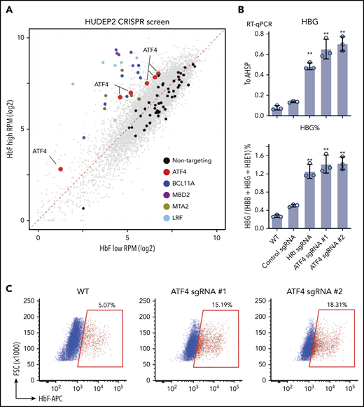 CRISPR screen identifies ATF4 as a novel γ-globin regulator. (A) Scatter plot of the transcription factor DNA binding domain–focused CRISPR screen results. Each dot represents an sgRNA. BCL11A, LRF, and NuRD components MBD2 and MTA are expected targets that validated the screen. (B) γ-globin mRNA measured by RT-qPCR relative to AHSP (top) and as percentage of total β-like globin transcripts (bottom). Control: nontargeting sgRNA. Results are shown as mean ± standard deviation (n = 3). (C) Representative flow cytometric analysis of cells stained with anti-HbF antibody. **P < .01 by Student t test. FSC, forward scatter; RPM, reads per million; RT-qPCR, quantitative reverse transcription polymerase chain reaction; WT, wild type.