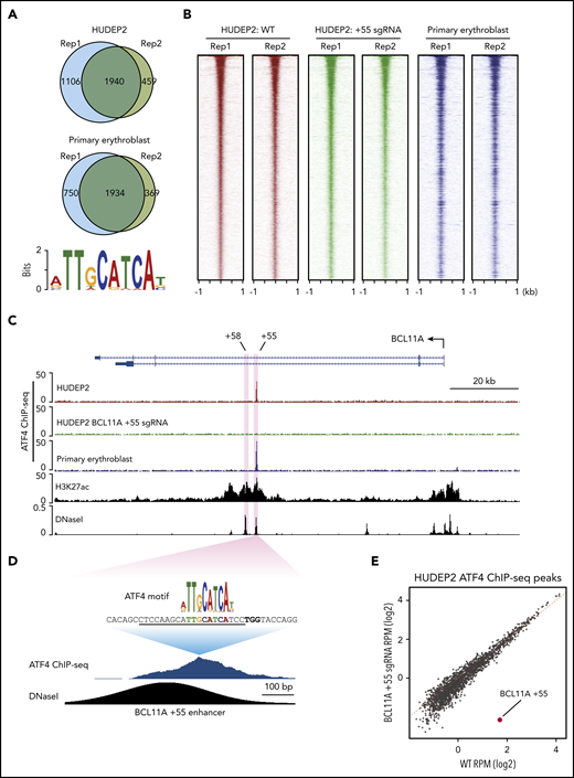 ATF4 specifically binds to the BCL11A +55 enhancer. (A) Venn diagrams of the ATF4 ChIP-seq peaks in HUDEP2 and primary erythroblasts and the most enriched ATF4 binding motif in primary erythroblasts. (B) Heat maps of high-confidence ATF4 peaks in HUDEP2, BCL11A +55 sgRNA-treated, and primary erythroblasts. (C) Representative ATF4 ChIP-seq track of the BCL11A locus. The erythroid-specific enhancers +55 and +58 are shaded in purple. H3K27ac and DNaseI were obtained from published data.41 (D) ATF4 ChIP binding profile at the BCL11A +55 enhancer. The sgRNA targeting the ATF4 consensus motif is underlined, and the PAM sequence is shown in bold. (E) Genome-wide coverage of high-confident ATF4 peaks in HUDEP2 wild-type (WT) and BCL11A +55 sgRNA-treated cells. The BCL11A +55 peak is highlighted in red. RPM, reads per million.