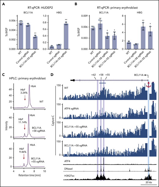 ATF4 regulates BCL11A through the +55 enhancer. (A) BCL11A mRNA (top) and γ-globin mRNA (bottom) levels measured by quantitative reverse transcription polymerase chain reaction (RT-qPCR) relative to AHSP mRNA in BCL11A +55 sgRNA-treated and control HUDEP2 cells. Results are shown as mean ± standard deviation (SD; n = 3). (B) BCL11A mRNA (top) and γ-globin mRNA (bottom) levels measured by RT-qPCR relative to AHSP mRNA in BCL11A +55 sgRNA-treated and control primary erythroid cells. An sgRNA against the +58 enhancer served as positive control. Results are shown as mean ± SD (n = 3). (C) Representative high-performance liquid chromatography (HPLC) analysis of Hb in primary erythroid cells. HbF peaks are indicated by red arrows, and HbF peak area is displayed as percentage of total HbF + HbA. (D) Capture-C using the BCL11A promoter as anchor. The erythroid specific enhancers +55, +58, and +62 are highlighted in purple, and the BCL11A promoter anchor in cyan. The segment used for quantification of reads is indicated by the blue bar (supplemental Figure 4G). H3K27ac and DNaseI were obtained from published data.41 *P < .05, **P < .01 by Student t test. WT, wild type.