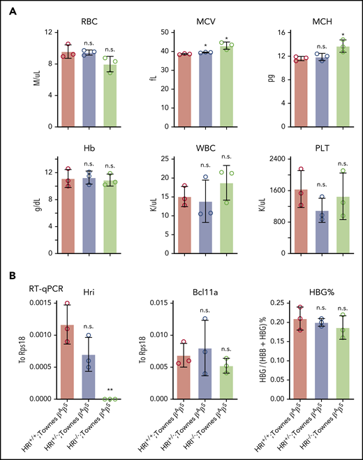 Bcl11a and human γ-globin transgene levels remain unchanged in HRI knockout Townes mice. (A) Complete blood cell count of HRI+/+, HRI+/−, and HRI−/− Townes βAβS mice. Results are shown as mean ± standard deviation (SD; n = 3). (B) HRI (left), Bcl11a (middle), and γ-globin (right) mRNA levels as measured by quantitative reverse transcription polymerase chain reaction (RT-qPCR) of sorted CD71+Ter119+ bone marrow cells in HRI+/+, HRI+/−, and HRI−/− Townes βAβS mice. HRI and Bcl11a are displayed as absolute values normalized to RPS18, whereas γ-globin is displayed as percentage of total β-like globin transcripts. Results are shown as mean ± SD (n = 3). *P < .05, **P < .01 by Student t test. MCV, mean corpuscular volume; MCH, mean corpuscular hemoglobin; n.s., not significant; PLT, platelet count; WBC, white blood cell count.