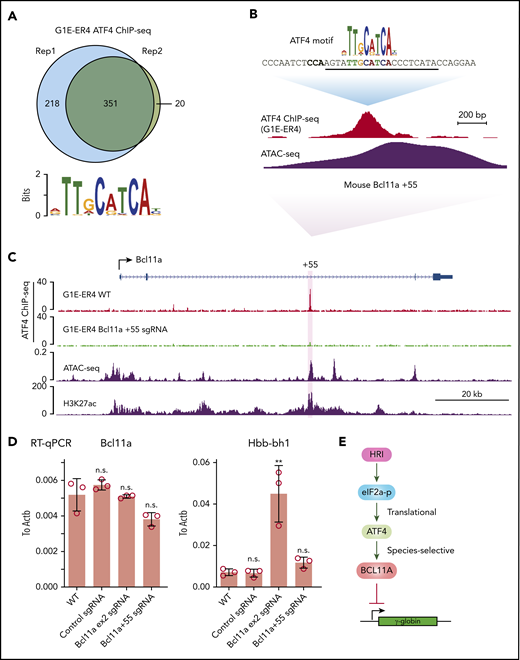 ATF4 regulates BCL11A in a species-selective manner. (A) Venn diagrams of the ATF4 ChIP-seq peaks in G1E-ER4 cells and the most enriched ATF4 binding motif. (B) ATF4 binding profile at mouse Bcl11a +55 enhancer. The sgRNA targeting the mouse ATF4 consensus motif is underlined, and the PAM sequence is shown in bold. (C) Representative ATF4 ChIP-seq track of the murine Bcl11a locus. The region orthologous to the human BCL11A +55 enhancer is highlighted in purple. ATAC-seq was obtained from ENCODE (ENCSR428BSK), and H3K27ac was obtained from published data.42 (D) Bcl11a (left) and Hbb-bh1 (right) mRNA levels in indicated cells. Note: the loss of function of Bcl11a by the sgRNA targeting exon 2 did not diminish transcript levels but depleted Bcl11a protein levels. Results are shown as mean ± standard deviation (n = 3). (E) Model depicting HRI and ATF4 regulation of BCL11A and γ-globin levels. **P < .01 by Student t test. n.s., not significant.