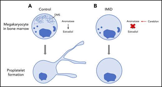 Proplatelet formation. (A) Megakaryocytes generate platelets by remodelling their cytoplasm into long, beaded extensions, called proplatelets, that function as the assembly lines of platelet production. The demarcation membrane system (DMS), an elaborate invaginated membrane network found in mature megakaryocytes, reorganizes to provide the abundant surface membrane material required for proplatelet formation. (B) IMiDs cause aromatase to become a neo-substrate of cereblon preventing endogenous estradiol synthesis and demarcation membrane formation in human megakaryocytes. Lack of demarcation membrane causes abolition of proplatelet formation.
