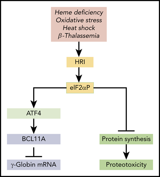 HRI-mediated integrated stress response in HbF expression. HRI is activated in heme deficiency, oxidative stress, heat shock, and pathological conditions of β-thalassemia. Activated HRI phosphorylates its substrate eIF2α, and the phosphorylated eIF2α (eIF2αP) inhibits protein synthesis globally to prevent proteotoxicity incurred during stress. This inhibition of global protein synthesis permits the selective enhancement of the translation of Atf4 mRNA to induce stress response genes for adaptation to stress. The coordinated translational regulation is a universal hallmark across the eIF2α kinase family under various stress conditions and is termed the integrated stress response. Huang et al demonstrated that ATF4 binds to the +55 enhancer of the Bcl11a gene to increase transcription of BCL11A, which represses γ-globin transcription.