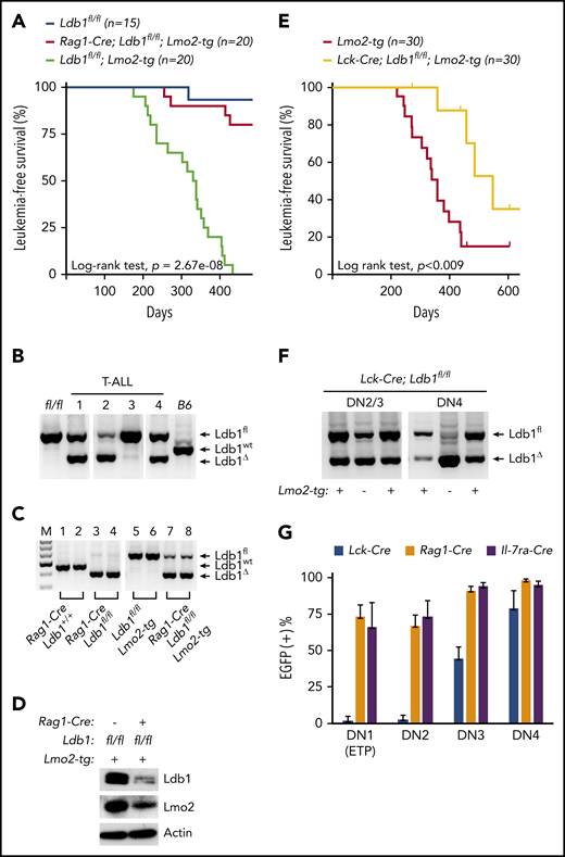 Ldb1 is required for induction of T-ALL in Lmo2-tg mice. (A) Kaplan-Meier survival plot of Ldb1fl/fl, Ldb1fl/fl;Lmo2-tg, and Rag1-Cre;Ldb1fl/fl;Lmo2-tg mice. (B) Ldb1 gene deletion in thymocytes from the 4 Rag1-Cre;Ldb1fl/fl;Lmo2-tg mice that developed T-ALL. (C) Ldb1 gene deletion in Rag1-Cre;Ldb1fl/fl;Lmo2-tg thymocytes. Total thymocyte DNA from the indicated mice was used as a template for PCR with primers that amplify the Ldb1+ (wt), Ldb1fl (floxed), or Ldb1Δ (deleted) alleles. M, molecular weight standard. (D) Western blot of total thymocyte lysates from the indicated mice with anti-Ldb1, anti-Lmo2, or anti-actin (loading control). (E) Kaplan-Meier survival plot of Lmo2-tg and Lck-Cre;Ldb1fl/fl;Lmo2-tg mice. (F) Ldb1 gene deletion in sorted DN2/3 or DN4 thymocytes from Lck-Cre;Ldb1fl/fl or Lck-Cre;Ldb1fl/fl;Lmo2-tg thymocytes. (G) Summary of Rosa26-EGFPf Cre reporter expression in DN1-4 subsets from Rosa26-EGFPf;Lck-Cre;Ldb1fl/fl (n = 10), Rosa26-EGFPf;Rag1-Cre;Ldb1fl/fl, (n = 12), and Rosa26-EGFPf;Il-7ra-Cre;Ldb1fl/fl (n = 9) mice. Bar graphs show mean and standard deviation of EGFP expression. Panels B, C, and F are 1 representative of 3 experiments.