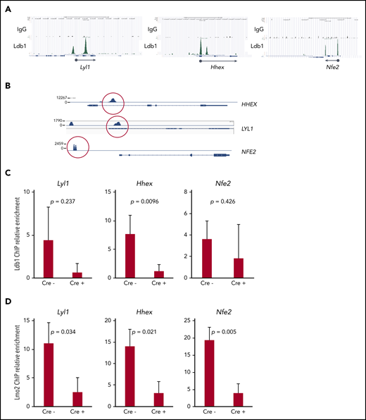 Transcription complexes that contain Ldb1 and Lmo2 bind to the promoters of key dysregulated genes in Lmo2-tg thymocytes and human T-ALL cells. (A) Binding of Ldb1 in mouse hematopoietic progenitor cells at the promoters of Lyl1, Hhex, and Nfe2 (genes that are upregulated in Lmo2-tg thymocytes). Shown are mm9 UCSC Genome Browser shots of ChIP-seq (IgG and Ldb1) performed on linneg bone marrow cells enriched for hematopoietic progenitors.17 (B) Ldb1 binding sites identified by ChIP-exo sequencing of anti-Ldb1 ChIP samples from LOUCY human T-ALL cells. (C-D) ChIP-quantitative PCR (ChIP-qPCR) analysis of Ldb1/Lmo2 complex binding sites at the Lyl1, Hhex, and Nfe2 genes (sites are shown in A). Samples for ChIP-qPCR were lineage-depleted (DN) thymocytes pooled from 3 Ldb1fl/fl;Lmo2-tg (Cre−) or 3 Il-7rα-Cre;Ldb1fl/fl;Lmo2-tg (Cre+) mice. ChIP was performed with anti-Ldb1 (C) or anti-Lmo2 (D). Bar height is the mean, and error bars show standard deviation. There was no significant difference in ChIP-qPCR results with Cre− and Cre+ samples using control primers and probes located near but outside the binding sites shown in A (data not shown).