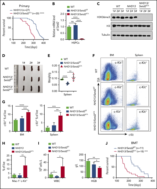 Deletion of Setd2 accelerates the transformation of MDS to AML in the NHD13 mouse model. (A) Survival curves of NHD13 (n = 27; median survival, 333 days) and NHD13/Setd2Δ/Δ (n = 20; median survival, 267 days) mice. Poly(I:C) was injected into 6- to 8-week-old Mx1-Cre/NHD13/Setd2f/f mice. (B) qPCR analysis of Setd2 expression in the BM HSPCs of the WT, NHD13, and NHD13/Setd2Δ/Δ mice. (C) Western blot analysis showing the abolishment of H3K36me3, which reflected the knockout efficiency of Setd2, in the BM cells isolated from the NHD13/Setd2Δ/Δ mice compared with the NHD13 and WT mice. (D-E) Different size and weight of the spleens of the NHD13/Setd2Δ/Δ, NHD13, and WT mice (n = 5). (F-G) Representative flow cytometry profiles (F) and quantification of the frequencies (G) of the c-Kit+ cells in the BM and spleen of the indicated mice at 4 weeks after poly(I:C) injection. (H) Frequencies of the Mac-1−c-Kit+ cells in the BM of the NHD13/Setd2Δ/Δ mice during the leukemia stage, compared with the NHD13 and WT mice. (I) Complete blood count (CBC) analysis of the WT, NHD13, and NHD13/Setd2Δ/Δ mice at 6 months after poly(I:C) injection. (J) Survival curves of the mice receiving NHD13/Setd2f/f (n = 11; median survival, 284 days) and Mx1-Cre/NHD13/Setd2f/f (n = 18; median survival, 172 days) BM cells. The mice were injected with poly(I:C) at 4 weeks after transplantation. *P < .05; **P < .01; ***P < .001; ****P < .0001.