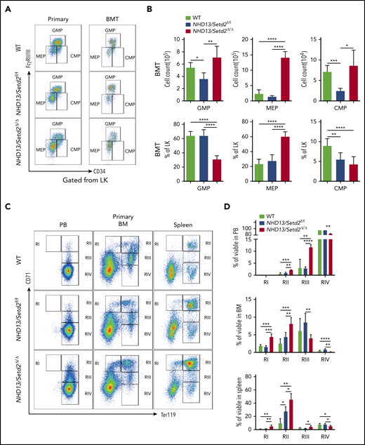 Deletion of Setd2 affects the myeloid differentiation and cell cycle in the NHD13 mouse model. (A-B) Representative flow cytometry profiles (A) and quantification of the cells counts and frequencies (B) of the GMP, MEP, and CMP cells of the mice receiving NHD13/Setd2f/f or Mx1-Cre/NHD13/Setd2f/f BM cells. (C-D) Representative flow cytometry profiles (C) and quantification of the frequencies (D) of the PB, BM, and spleen cells of the WT, NHD13/Setd2f/f, and NHD13/Setd2Δ/Δ mice at the indicated erythroid differentiation stages (RI, proerythroblasts; RII, basophilic erythroblasts; RII, chromatophilic erythroblasts; RIV, orthochromatophilic erythroblasts). (E) CFU assays analyzing the HSPCs isolated from the mice receiving NHD13/Setd2f/f or Mx1-Cre/NHD13/Setd2f/f BM cells. The representative images of CFUs are shown. Cells (3 × 103) were plated for each assay. (F) Quantification of the number of colonies of burst-forming unit-erythroid (BFU-E), colony-forming unit-granulocyte (CFU-G), colony-forming unit-macrophage (CFU-M), and colony-forming unit-granulocyte, macrophage (CFU-GM) cells. (G) Representative flow cytometry results of the BrdU incorporation assay and (H) quantification of the frequencies of the BM Lin− cells of the NHD13/Setd2f/f or NHD13/Setd2Δ/Δ mice at the indicated cell cycle stages. The cells were collected at 4 weeks after poly(I:C) injection. *P < .05; **P < .01; ***P < .001; ****P < .0001.