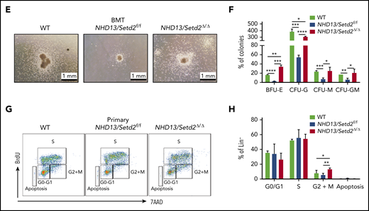 Deletion of Setd2 affects the myeloid differentiation and cell cycle in the NHD13 mouse model. (A-B) Representative flow cytometry profiles (A) and quantification of the cells counts and frequencies (B) of the GMP, MEP, and CMP cells of the mice receiving NHD13/Setd2f/f or Mx1-Cre/NHD13/Setd2f/f BM cells. (C-D) Representative flow cytometry profiles (C) and quantification of the frequencies (D) of the PB, BM, and spleen cells of the WT, NHD13/Setd2f/f, and NHD13/Setd2Δ/Δ mice at the indicated erythroid differentiation stages (RI, proerythroblasts; RII, basophilic erythroblasts; RII, chromatophilic erythroblasts; RIV, orthochromatophilic erythroblasts). (E) CFU assays analyzing the HSPCs isolated from the mice receiving NHD13/Setd2f/f or Mx1-Cre/NHD13/Setd2f/f BM cells. The representative images of CFUs are shown. Cells (3 × 103) were plated for each assay. (F) Quantification of the number of colonies of burst-forming unit-erythroid (BFU-E), colony-forming unit-granulocyte (CFU-G), colony-forming unit-macrophage (CFU-M), and colony-forming unit-granulocyte, macrophage (CFU-GM) cells. (G) Representative flow cytometry results of the BrdU incorporation assay and (H) quantification of the frequencies of the BM Lin− cells of the NHD13/Setd2f/f or NHD13/Setd2Δ/Δ mice at the indicated cell cycle stages. The cells were collected at 4 weeks after poly(I:C) injection. *P < .05; **P < .01; ***P < .001; ****P < .0001.