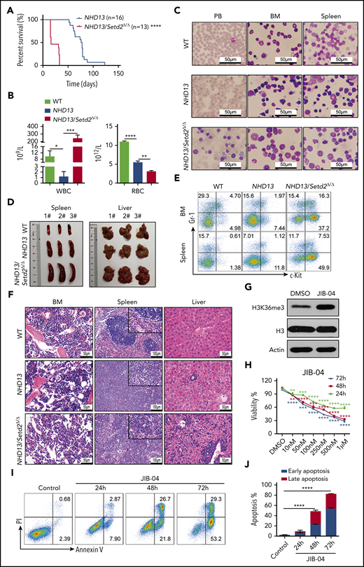 Setd2 deficiency accelerates leukemia progression in secondary transplantation and JIB-04 regulates proliferation and apoptosis of SKM-1 cells. (A) Survival curves of the mice that underwent secondary BM transplantation from the NHD13 (n = 16; median survival, 77 days) or NHD13/Setd2Δ/Δ (n = 13; median survival, 16 days) leukemic mice. (B) Complete blood count (CBC) analysis of NHD13 and NHD13/Setd2Δ/Δ leukemic BM in the WT and secondary transplant-recipient mice. CBCs were obtained 16 days after transplantation. RBC, red blood cell. (C) Wright’s staining of PB, BM, and spleen cells isolated from mice receiving the NHD13 and NHD13/Setd2Δ/Δ leukemic BM for 16 days. (D) Images of the spleens and livers isolated from the mice receiving NHD13 or NHD13/Setd2Δ/Δ leukemic BM for 16 days. (E) Representative flow cytometry profiles of Gr-1 and c-Kit expression of the BM and spleen cells of the mice receiving NHD13 or NHD13/Setd2Δ/Δ leukemic BM for 16 days. (F) Hematoxylin and eosin staining of the BM, spleen, and liver of the mice receiving NHD13 or NHD13/Setd2Δ/Δ leukemic BM for 16 days. (G) Western blot analysis of H3K36me3 in the JIB-04 (1 μM) or dimethyl sulfoxide–treated SKM-1 cells. (H) MTT analysis of the JIB-04 (1 μM) or dimethyl sulfoxide–treated SKM-1 cells. (I-J) Representative flow cytometry analysis (I) and quantification of the frequencies (J) of the apoptotic SKM-1 cells. *P < .05; **P < .01; ***P < .001; ****P < .0001.