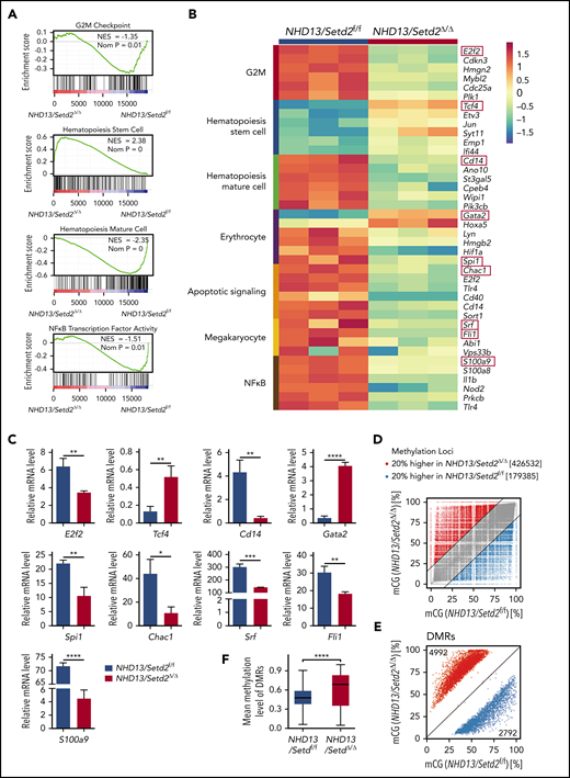 Gene expression profiling and whole genome methylation analysis of the Setd2-deleted NHD13 HSPCs. (A) RNA-seq and Gene Set Enrichment Analysis of the BM HSPCs of the WT, NHD13/Setd2f/f, and NHD13/Setd2Δ/Δ mice at 4 weeks after poly(I:C) injection. (B) Gene expression profiles revealing the differentially expressed genes in the pathways regulating the G2M checkpoint, HSC maintenance and differentiation, erythrocytes, megakaryocytes, apoptosis, and NF-κB targets. (C) qPCR analysis of representative genes of interest, which are labeled with red boxes in panel B. (D) Comparison of relative methylation differences between the BM HSPCs of the NHD13/Setd2f/f and NHD13/Setd2Δ/Δ mice at 4 weeks after poly(I:C) injection. Each dot represents a methylation locus that was detected >10 times. (E) Number of hypomethylated (2792) and hypermethylated (4992) DMRs. Each dot represents a DMR. (F) Comparison of average methylation levels of all DMRs between the NHD13/Setd2f/f and NHD13/Setd2Δ/Δ BM HSPCs. *P < .05; **P < .01; ***P < .001; ****P < .0001.