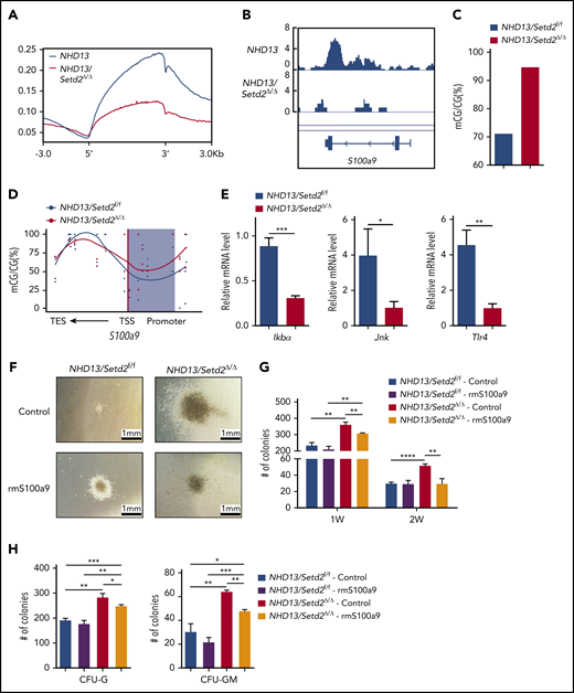 S100a9 is directly regulated by Setd2, and restoration of S100a9 abrogates the effect of Setd2 deficiency on the NHD13 HSPCs. (A) A profile of H3K36me3 across the gene body and the upstream (5′) and downstream (3′) regions. ChIP-seq analyses were performed with spleen c-Kit+ cells isolated from the NHD13 and NHD13/Setd2Δ/Δ mice at leukemia stage. (B) A decrease occurred in H3K36me3 in the S100a9 gene locus of the NHD13/Setd2Δ/Δ cells relative to that in the NHD13 cells. (C-D) Different DNA methylation in the S100a9 promoter (C) and a profile of DNA methylation across the S100a9 gene locus (D) in the NHD13 and NHD13/Setd2Δ/Δ cells. TSS, transcription start sites; TES, transcription end sites; the shading denotes the promoter region. (E) qPCR analysis of Ikba, Jnk, and Tlr4 in the NHD13 and NHD13/Setd2Δ/Δ cells. (F) Micrographs of representative colonies in the CFU assays with the NHD13 and NHD13/Setd2Δ/Δ HSPCs. Cells (3 × 103) were plated for each assay. Recombinant mouse S100a9 protein (rmS100a9) was added at a final concentration of 4 μg/mL. (G-H) The number of indicated colonies in the CFU assays. CFU-G and CFU-GM were counted 1 week after plating. *P < .05; **P < .01; ***P < .001; ****P < .0001.