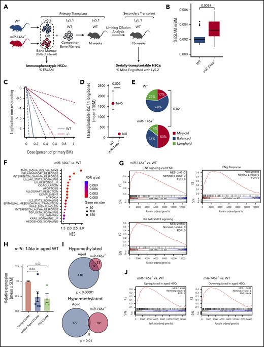 Loss of miR-146a promotes HSC aging in young, naïve mice. (A) Strategy for examining the impact of miR-146a deletion on frequency of immunophenotypic and serially transplantable HSCs. (B) Frequency of ESLAMs in BM of WT vs miR-146a−/− mice (n = 16; 21 mice; P by Student t test). (C) Extreme limiting dilution analysis (ELDA) plot for secondary transplants with WTLy5.2 vs miR-146a−/−Ly5.2 BM (n = 15 mice per genotype, with 4 dilutions). (D) Number of serially transplantable HSCs estimated from ELDA analysis in panel C. SEM, standard error of the mean (P by ELDA). (E) Proportion of single ESLAMs with myeloid, balanced, or lymphoid output profile in single-cell transplants from WT vs miR-146a−/− (n = 49; 14 transplants). Data for WT mice are from a previously published study.34P by Fisher’s exact test comparing myeloid outputs. (F) GSEA hallmark gene sets upregulated in miR-146a−/− vs WT LSK HSPCs (NES >1.5). (G) GSEA plots showing enrichment of cytokine signaling hallmark gene sets in genes upregulated in miR-146a−/− vs WT LSK HSPCs. (H) miR-146a expression in young (10-12 weeks), middle-aged (12 months), and old (18 months) WT ESLAMs (n = 10 young, 6 middle-aged, 4 old mice; P by Student t test). (I) Overlap between differentially methylated genes in aged vs young WT HSCs from Sun et al54 (labeled Aged) and in miR-146a−/− (n = 6) vs WT (n = 12) HSPCs (labeled: miR-146a−/−). P by Fisher’s exact test. (J) GSEA plots showing enrichment of genes up- or downregulated in aged HSCs54 in miR-146a−/− vs WT LSK HSPCs.