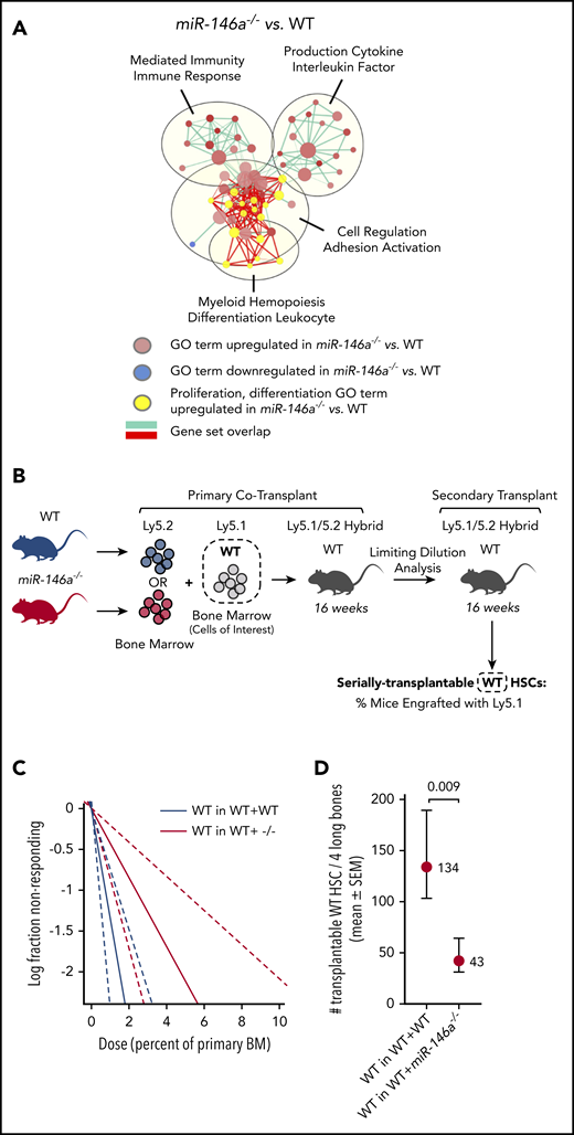 Cell-extrinsic signals drive altered HSC function in miR-146a−/−mice. (A) A gene expression network upregulated in miR-146a−/− vs WT HSPCs shows overlap between GO terms involved in cell proliferation and differentiation (yellow) and those involved in immunity and cytokine production. EnrichmentMap cutoffs: FDR <0.075; P < .005; and overlap >.75. AutoAnnotate network labels: community cluster analysis of GO term names. (B) Cotransplantation experiment assessing the cell nonautonomous effect of miR-146a−/− BM on HSC function. WTLy5.1 BM was cotransplanted with WT or miR-146a−/−Ly5.2 BM in Ly5.1/5.2 hybrid recipients, followed by 2° LDA transplants. Dashed box represents the WT cells of interest assessed in panels C-D. (C) Extreme limiting dilution analysis (ELDA) plot for secondary transplants with WTLy5.1 that had been cotransplanted with WTLy5.2 (WT in WT+WT) vs miR-146a−/−Ly5.2 (WT in WT+ −/−) BM (n = 36 mice per genotype, with 7 dilutions). (D) Number of serially transplantable WTLy5.1 HSCs estimated from ELDA analysis shown in panel C. P by ELDA.