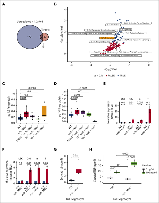 Loss of miR-146a activates an NF-κB-IL6-TNF signaling relay in mature cells. (A) Overlap between genes upregulated >1.2-fold in miR-146a−/− vs WT LSK HSPCs and predicted miR-146a target genes.38 (B) IPA of the 121 overlapping genes from panel A. Black points represent significantly enriched pathways (P < .1), and hematopoietic and immune-related pathways are labeled. (C-D) ELISA assay of IL6 or TNF in BM of WT, miR-146a−/−, Nfkb1−/−miR-146a−/−, Il6−/−miR-146a−/−, and Tnf−/−miR-146a−/− mice (from IL6 ELISA: n = 15 WT, 13 miR-146a−/−, 11 Nfkb1−/−miR-146a−/−, 10 Il6−/−miR-146a−/−, and 8 Tnf−/−miR-146a−/− mice; in TNF ELISA: n = 22 WT, 17 miR-146a−/−, 12 Nfkb1−/−miR-146a−/−, 9 Il6−/−miR-146a−/−, and 10 Tnf−/−miR-146a−/− mice) P by Student t test, with Benjamini-Hochberg correction. (E-F) Quantitative reverse transcription-polymerase chain reaction analysis of Il6 or Tnf in LSK HSPCs, GM (CD11b+ and/or Gr-1+), B (CD19+), and T (CD3+) lineage cells (n = 8 WT; 9 miR-146a−/− mice; P by t test). (G) ELISA assay of secreted IL6 in WT and miR-146a−/− BMDM cultures (n = 4 replicates). P by linear regression. (H) ELISA assay of secreted TNF in WT and miR-146a−/− BMDMs treated with IL6 or control (n = 4 replicates; P by linear regression).