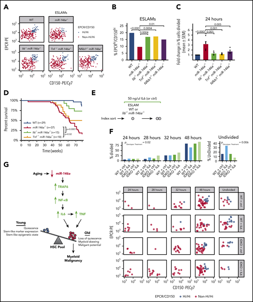 Il6- and Tnf-mediated inflammation drive HSC dysfunction and hematological malignancy in miR-146a−/−mice. (A) EPCRhi/CD150hi ESLAM subpopulation in WT, miR-146a−/−, Il6−/−miR-146a−/−, Tnf−/−miR-146a−/−, and Nfkb1 miR-146a−/− ESLAMs (sample of 200 cells shown per genotype). (B) Percentage of EPCRhi/CD150hi ESLAMs calculated from panel A (n = 660, 716, 394, 360, and 285 cells, respectively). P by binomial logistic regression. (C) Percentage of single ESLAMs divided at 24 hours in culture, expressed as mean (±SEM) fold change relative to WT (n = 6, 5, 3, 3, 4 replicates). Data for WT and miR-146a−/− are adapted from Figure 3C. P by linear regression analysis. (D) Survival curve of WT, miR-146a−/−, Il6−/−miR-146a−/−, and Tnf−/−miR-146a−/− mice to 1.5 years. Sample sizes (n) and log-rank test Ps shown. (E) Strategy for investigating the sensitivity of WT and miR-146a−/− ESLAMs to IL6 stimulation. (F) Cell division timing and index data of WT and Il6−/−miR-146a−/− (IDKO) ESLAMs treated with 50 ng/mL IL6 or control (n = 69, 69, 68, and 70 cells). P by ordinal logistic regression, for interaction between genotype and cytokine treatment. (G) Model showing how aging promotes loss of miR-146a expression in HSCs. Loss of miR-146a promotes activation of NF-κB, an effector of the miR-146a target TRAF6,41 driving IL6 signaling, which in turn drives TNF signaling. IL6 and TNF promote expansion of an HSC subpopulation with inflammaging phenotypes. Reducing inflammation mediated by IL6 or TNF restores HSC subpopulation composition and reduces the malignant potential of miR-146a−/− HSCs, demonstrating that loss of miR-146a is a genetic mechanism linking HSC inflammaging and myeloid malignancy. SEM, standard error of the mean.