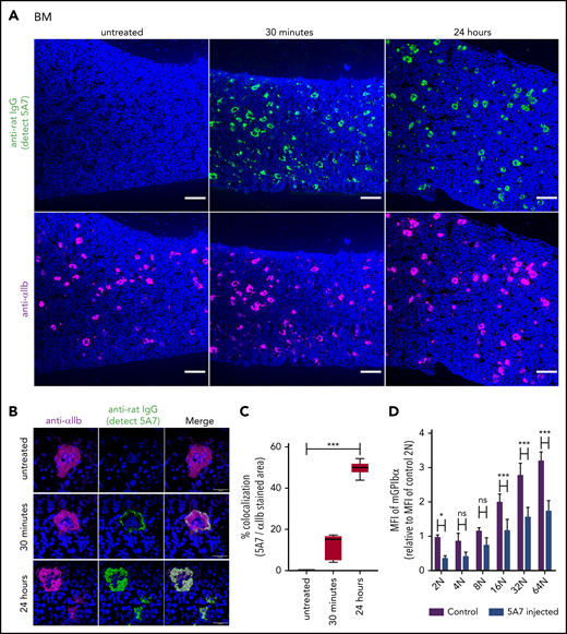 Analysis of BM MKs in the acute platelet-depletion model. (A-C) BM sections harvested at the indicated time points after IV 5A7 injection were stained with DAPI (blue), anti-rat IgG (green; detecting administered 5A7 antibody), and anti-αIIb antibody (purple) and visualized by BZ-X700 microscope (bars represent 100 µm) (A) or confocal microscopy (LSM 880 microscope; bars represent 10 µm) (B). (C) Images were binarized, and colocalization of 5A7 with integrin αIIb was calculated as a percentage by quantifying the anti-rat IgG–stained area and dividing by the anti-integrin αIIb antibody–stained area, by using Fiji image-analysis software. ***P < .001 by one-way analysis of variance with Dunn’s multiple-comparison test. (D) BM cells were harvested 24 hours after IV 5A7 injection and analyzed by FACS for GPIbα expression by staining with monoclonal anti-GPIbα antibody (Xia.G5) which does not compete with 5A7 for binding to GPIbα. *P < .05, ***P < .001 by 2-way analysis of variance with Sidak’s multiple-comparison test.