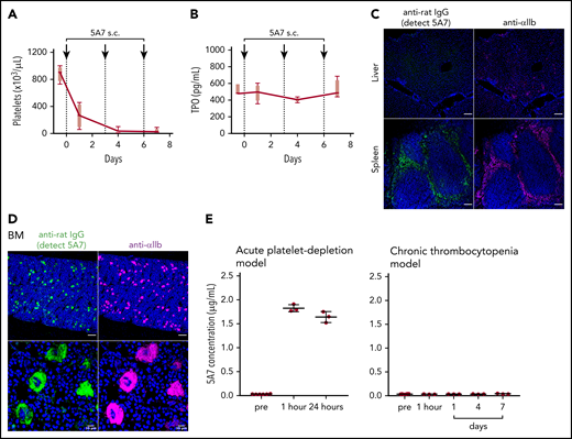 Thrombocytopenia, induced by repeated subcutaneous administration of anti-GPIbα antibody 5A7. (A) The antibody 5A7 (0.08 mg/kg) was injected subcutaneously (s.c.) every 3 days. Blood platelet counts were measured before and at the indicated time points after antibody injection. (B) Plasma TPO level was measured by enzyme-linked immunosorbent assay. (C) Immunostaining analysis of organs harvested on day 8 performed as described for the corresponding images in Figure 1. Bars represent 100 µm. (D) Immunostained BM sections were visualized by fluorescence microscopy (top) and confocal microscopy (bottom). Bars represent 100 μm (upper panels) and 10 μm (lower panels). (E) Plasma samples collected from mice treated with single dose (2 mg/kg) of IV 5A7 injection (left), and 3 doses of subcutaneous injection (0.08 mg/kg each) were analyzed by enzyme-linked immunosorbent assay to measure plasma concentration of administered 5A7.