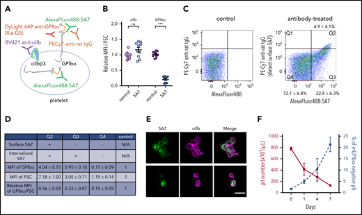 Analysis of platelets in thrombocytopenia mice induced by subcutaneous 5A7 injection. (A) Schematic diagram of platelet staining for FACS analysis. In this experiment, AlexaFluor 488–labeled 5A7 was administered in vivo so it could be detected regardless of subcellular localization. The platelet population was gated using a Brilliant Violet (BV) 421–labeled anti-αIIb antibody. PE-Cy7 labeled anti-rat IgG was used to detect 5A7 bound to GPIbα on the platelet surface. DyLight649 anti-GPIbα antibody (Xia.G5) was used to stain GPIbα on the platelet surfaces. (B) MFI of platelet GPIbα and αIIb corrected for platelet size (FSC) and expressed relative to normal control. Total results of 2 independent experiments are shown (n = 10 in each group); ***P < .001 determined by Student t test. NS, not significant. (C) Platelet subpopulations identified by presence/absence of in vivo–administered AlexaFluor 488–labeled 5A7 and their subcellular location. Positive signals on the abscissa indicate the presence of 5A7 either inside or on the surface of platelets. Positive signals on the ordinate indicate the presence of 5A7 on the platelet surface. The criteria of the quadrant were determined by a control blood sample collected from an untreated mouse stained with PE-Cy7 labeled anti-rat IgG (left). Mean percentage and standard deviations were calculated for the 10 mice tested. (D) GPIbα expression on platelet surface was determined by staining with DyLight 649 anti-GPIbα antibody (Xia.G5) which does not compete with 5A7 for GPIbα binding. The MFI of each population is indicated as relative to normal controls. MFI of GPIbα corrected by platelet size (FSC) is shown in the bottom row of the table. Results are obtained from 10 mice. (E) Confocal analysis of platelets in Q2 (top) and Q3/Q4 (bottom) subpopulations. Bar represents 5 µm. (F) During the course of chronic thrombocytopenia induced by 5A7 subcutaneous administration every 3 days, the percentage of platelets negative for surface GPIbα expression was monitored by FACS.