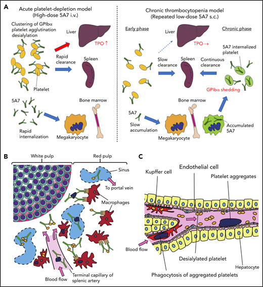 Schematic presentation showing different mechanisms of platelet clearance in 2 mouse models of antibody-induced thrombocytopenia. (A) In the acute platelet-depletion model (left), high-dose antibody causes platelet activation, aggregation, and desialylation. Aggregates and desialylated platelets are stuck in the microvasculature of the liver by binding to AMR. Opsonized platelets are also cleared by splenic macrophages via Fc receptor. Excess antibody is accumulated in MK in BM, which induces internalization of GPIbα. In the chronic thrombocytopenia model (right), 5A7 accumulates in MK in the BM and surface expression of GPIbα of newly produced platelets is decreased by shedding and internalization. Antibody concentration in plasma is not high enough to induce platelet aggregation, and thus, opsonized platelets are primarily cleared by splenic macrophages. (B) In the spleen, the antibody-bound platelets or platelet aggregates are cleared by macrophages via Fc receptor in both models. (C) In the acute platelet-depletion model, platelets are desialylated and aggregated. These platelets interact with hepatocytes through fenestrations in liver sinusoidal endothelial cells, transduce signal through AMR to upregulate TPO mRNA expression. Trapped desialylated platelets and aggregates are cooperatively cleared via hepatocyte capture and Kupffer cell phagocytosis. C-type lectins expressed on Kupffer cells, such as CLEC4F and macrophage galactose-type lectin,23,24 which have high affinity for desialylated glycoproteins, may contribute to this process.