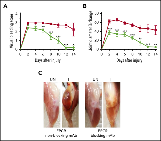 A single dose of EPCR-blocking mAb attenuates joint bleeding and swelling in hemophilia A mice injured with a needle puncture. FVIII−/− mice were administered with either EPCR-blocking (green circles) or EPCR-nonblocking mAb (red squares) (1 mg/kg). Twenty-four hours later, joint bleeding was induced with a needle puncture. Mice were monitored for 14 days to evaluate VBS (A) and changes in joint diameter (B). At the end of 14 days, mice were killed, and the limbs were photographed after removing overlying skin (C). UN, uninjured; I, injured. Data are mean ± SEM (n = 10 to 11 mice/group) (A-B). *P < .05; **P < 0.01; ***P < .001. (C) Pictures are representative images.