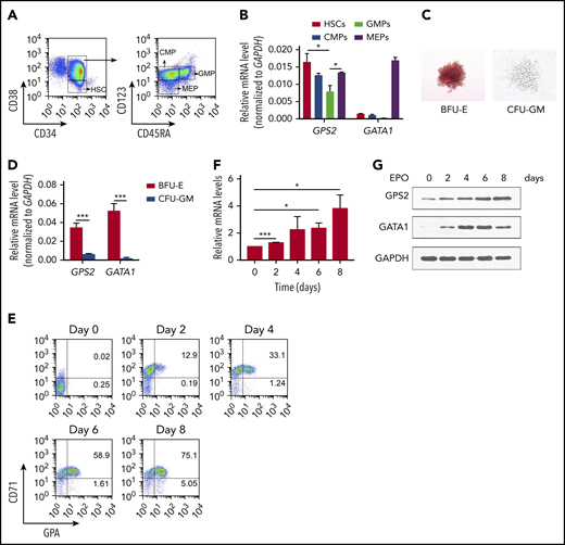 GPS2 expression is upregulated during erythroid differentiation of CD34+cells. (A) Flow cytometry gating strategy for HSPCs in CD34+ cells isolated from human UCB: HSCs (CD34+CD38−), CMPs (CD34+CD38+CD123+CD45RA−), GMPs (CD34+CD38+CD123+CD45RA+), and MEPs (CD34+CD38−CD123−CD45RA−). (B) The relative expression of GPS2 and GATA1 in HSCs, CMPs, GMPs, and MEPs isolated from human UCB was analyzed by real-time PCR (normalized to GAPDH levels). (C) Representative microscopy images of BFU-Es and CFU-GMs cultured from human UCB CD34+ cells. (D) Real-time PCR analysis of GPS2 and GATA1 expression in BFU-Es and CFU-GMs (normalized to GAPDH levels). (E-G) Human UCB CD34+ cells were isolated and cultured for 2 days in expansion medium, which was then changed to erythroid differentiation medium for the indicated times. Flow cytometry plots showing the expression of CD71 and glycophorin A (GPA) (E). Real-time PCR (F) and western blot (G) analysis of the expression of GPS2. All values are mean ± SEM (n = 3 replicates). *P < .05, ***P < .001; 2-tailed unpaired t test.