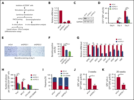 Knockdown of GPS2 blocks human erythroid differentiation. (A) Assays used to test the effect of GPS2 protein on erythropoiesis. CFU-C, CFU in culture. (B-G) CD34+GFP+ cells were selected from human UCB CD34+ cells infected with GPS2 or control (Ctrl) shRNA lentivirus and cultured in the erythroid differentiation medium for the indicated times. Knockdown efficiency of GPS2 was detected by real-time PCR (B) and western blot analysis (C) at day 5. The proportion of CD71+GPA+ cells was analyzed by flow cytometry at days 0, 3, and 5 (D). Hemoglobin production was analyzed by benzidine staining at day 5. Representative images of benzidine-stained cells were shown; scale bars, 20 μm (E). The percentage of benzidine-positive cells was calculated (F). mRNA levels of the indicated erythroid genes in FACS-sorted CD71+GPA+ cells were analyzed by real-time PCR at day 3 (G). (H-I) Clonogenic capacity of CD34+ cells transduced with GPS2 or control shRNA lentivirus. The number (H) and frequency (I) of colonies are represented. All values are mean ± SEM (n = 3 replicates). (J-K) Human CD34+ cells transduced with GPS2 or control shRNA lentivirus were IV injected into sublethally irradiated NSG mice. The percentage of GPA+ cells within the GFP+CD45− population in BM was determined at 3 (J) and 20 (K) weeks after transplantation (3 weeks, n = 6/group; 20 weeks, n = 4/group, mean ± SEM). *P < .05, **P < .01, ***P < .001; 2-tailed unpaired t test.