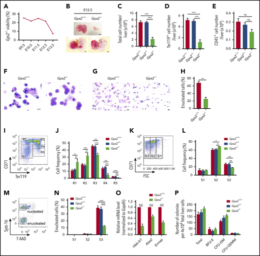 Definitive erythropoiesis is impaired in the GPS2-deficient fetal liver. (A) Viability of Gps2−/− embryos on the C57BL/6N:129S2/Sv background. Embryos from Gps2+/− intercrosses were harvested at stages E9.5 to E13.5. The percentages reflect the numbers of live Gps2−/− embryos with respect to all embryos harvested in litters at each gestational stage. (B) Representative pictures of E12.5 Gps2+/+ and Gps2−/− embryos (bottom) and fetal livers (top). Scale bars, 1 mm. (C-E) Total cell numbers (C), Ter119+ erythroid cell numbers (D), and CD45+ hematopoietic cell numbers (E) in fetal livers from Gps2+/+ (n = 17), Gps2+/− (n = 21), and Gps2−/− (n = 7) embryos at E12.5. Data are presented as mean ± SEM; Mann-Whitney test. (F) Wright-Giemsa staining of E12.5 Gps2+/+ and Gps2−/− fetal liver cytospin preparations. Scale bars, 10 μm. (G) Wright-Giemsa staining of peripheral blood cytospins from Gps2+/+ and Gps2−/− embryos at E12.5. Scale bars, 20 μm. (H) The percentage of enucleated red blood cells in peripheral blood cytospins from Gps2+/+ and Gps2−/− embryos at E12.5 (n = 3/group, mean ± SEM). Two-tailed unpaired t test. (I) Representative flow cytometry profiles of R1 to R5 erythroblast populations labeled with CD71 and Ter119 in fetal liver from Gps2+/+ embryos at E12.5. (J) The frequency of R1 to R5 cells in Gps2+/+ (n = 5), Gps2+/− (n = 8), and Gps2−/− (n = 4) E12.5 fetal livers. Data are presented as mean ± SEM; 2-tailed unpaired t test. (K) Representative flow cytograms of Gps2+/+ Ter119hi fetal liver cells (E12.5) separated into 3 populations (S1, S2, and S3) based on the forward light scatter (FSC) profile. (L) The frequency of S1 to S3 cells in Ter119hi fetal liver cells from each embryo at E12.5 (Gps2+/+, n = 5; Gps2+/−, n = 8; Gps2−/−, n = 4). Data are presented as mean ± SEM; 2-tailed unpaired t test. (M) Representative flow cytometry of enucleated cells in the S1 to S3 populations using Cyto-16 for nuclei and 7-aminoactinomycin D (7-AAD) for cell viability. (N) Percentages of enucleated cells in S1, S2, and S3 populations (Gps2+/+, n = 6; Gps2+/−, n = 11; Gps2−/−, n = 6). Data are presented as mean ± SEM; 2-tailed unpaired t test. (O) Real-time PCR analysis of the indicated erythroid genes in FACS-sorted CD71+Ter119+ cells from Gps2+/+ and Gps2−/− E12.5 fetal liver. Values are mean ± SEM (n = 3 replicates); 2-tailed unpaired t test. (P) Quantification of BFU-E, CFU-GM, and CFU-GEMM colonies from Methocult cultures of 4 × 104Gps2+/+, Gps2+/−, and Gps2−/− E12.5 fetal liver cells (n = 4/group). Values are mean ± SEM. *P < .05, **P < .01, ***P < .001; ns, not significant.
