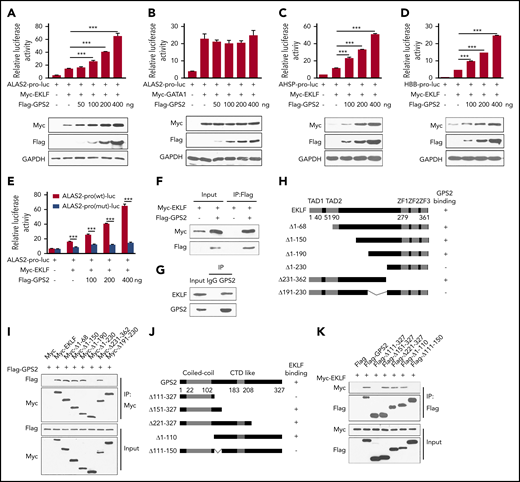 GPS2 interacts with EKLF and enhances EKLF-mediated transcriptional activity. (A-E) Luciferase reporter assays to test the effects of GPS2 on EKLF- and GATA1-mediated transcriptional activity. HEK293T cells were transfected with various combinations of plasmids as indicated below each column. Relative luciferase activity was measured after 48 hours by a dual-luciferase reporter assay. All activities were normalized to pGL3-Basic activity. Overexpression of GPS2 promotes EKLF-induced (A), but not GATA1-induced (B), luciferase activity of ALAS2-pro-luc plasmid and increases EKLF-induced luciferase activity of AHSP-pro-luc (C) and HBB-pro-luc plasmid (D). Disruption of the EKLF-binding site in the ALAS2-pro-luc reporter construct obviously weakened the promotion of EKLF-induced luciferase activity by GPS2 overexpression (E). All values are mean ± SEM (n = 3 replicates). (F) HEK293T cells were transfected with Myc-EKLF together with Flag-GPS2 or control plasmid. Immunoblot analysis of Myc- and Flag-tagged proteins in cell lysates immunoprecipitated (IP) with anti-Flag M2 agarose. (G) Lysates of MEL cells were immunoprecipitated with GPS2 antibody or normal rabbit immunoglobulin G (IgG) and then subjected to immunoblot with EKLF or GPS2 antibody. (H) A schematic representation of EKLF WT and deletion mutants. (I) HEK293T cells were transfected with various combinations of plasmids encoding Flag-GPS2 and Myc-EKLF or EKLF deletion mutants as indicated. Cell lysates were pulled down with anti-c-Myc agarose and subjected to immunoblot with Myc or Flag antibody. (J) A schematic representation of GPS2 WT and deletion mutants. (K) HEK293T cells were transfected with various combinations of plasmids encoding Myc-EKLF and Flag-GPS2 or GPS2 deletion mutants as indicated. Cell lysates were pulled down with anti-Flag M2 agarose and subjected to immunoblot with Myc or Flag antibody. Data are representative of three independent experiments (F-G,I,K). ***P < .001; 2-tailed unpaired t test.