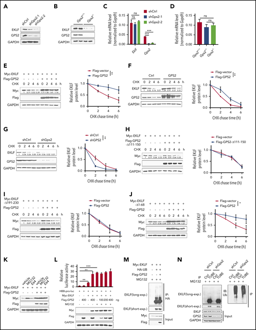 GPS2 increases protein stability of EKLF but does not alter its ubiquitination. (A-B) Immunoblot analysis of GPS2 and EKLF protein levels in GPS2-knockdown and control MEL cells (A), as well as in Gps2+/+ and Gps2−/− E12.5 fetal livers (B). (C-D) Real-time PCR analysis of GPS2 and EKLF mRNA levels in GPS2-knockdown and control MEL cells (C), as well as in Gps2+/+ and Gps2−/− E12.5 fetal livers (D). (E) HEK293T cells transfected with Myc-EKLF together with Flag-GPS2 or control vector were treated with CHX for indicated times and then analyzed by western blot. (F-G) MEL cells with/without stable overexpression of GPS2 (F) or knockdown of GPS2 (G) were treated with CHX for indicated times and then analyzed by western blot. (H) HEK293T cells transfected with Myc-EKLF together with Flag-GPS2-Δ111-150 or control vector were treated with CHX for indicated times and then analyzed by western blot. (I) HEK293T cells transfected with Myc-EKLF-Δ191-230 together with Flag-GPS2 or control vector were treated with CHX for indicated times and then analyzed by immunoblot. (J) HEK293T cells transfected with Myc-EKLF-Δ1-68 together with Flag-GPS2 or control vector were treated with CHX for indicated times and then analyzed by western blot. Representative western blot and quantification of relative protein levels are shown. (K) HEK293T cells transfected with Myc-EKLF together with Flag-GPS2 or control vector were treated with vehicle, MG132 (20 μM), or E64 (50 μM) for 6 hours. Cell lysates were subjected to immunoblot with Myc or Flag antibody. (L) HEK293T cells transfected with various combinations of plasmids as indicated below each column were left untreated or treated with MG132 for 6 hours. The relative luciferase activities were measured after 48 hours by a dual-luciferase reporter assay. All activities were normalized to pGL3-Basic activity. (M) HEK293T cells were transfected with various combinations (above lanes) of plasmids encoding Myc-EKLF, Flag-GPS2, and hemagglutinin-ubiquitin (HA-Ub). Before collection, cells were treated with MG132 (20 μM) for 6 hours. Immunoblot analysis of EKLF ubiquitination (detected by EKLF antibody) in cell lysates immunoprecipitated with HA antibody. (N) MEL cells with or without stable GPS2 knockdown were pretreated with MG132 (20 μM) for 6 hours before collection. The cell lysates were immunoprecipitated with tandem ubiquitin binding entities (TUBEs)-conjugated agarose beads and then subjected to immunoblot analysis of EKLF ubiquitination. Data are representative of 3 independent experiments (A-B,K,M-N). All values are mean ± SEM (n = 3 replicates). *P < .05, **P < .01, ***P < .001; 2-tailed unpaired t test (C-D,L) or 2-way ANOVA test (E-J).