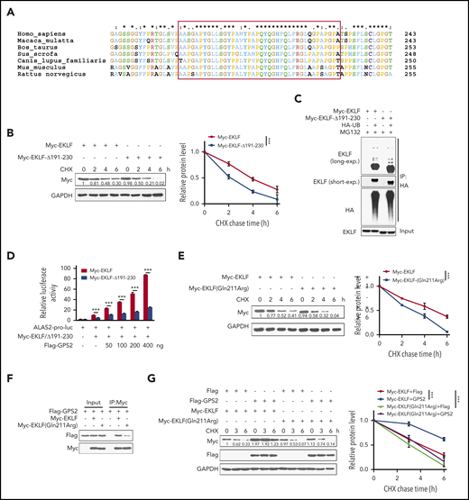 Identification of the aa 191-230 region is important for EKLF stability. (A) Multiple amino acid sequence alignment of the aa 191-230 region (in red box) on EKLF proteins from the indicated species using the Clustal X 2.0 program. (B) HEK293T cells transfected with Myc-EKLF or Myc-EKLF-Δ191-230 were treated with CHX for indicated times and then analyzed by western blot. Representative western blot and quantification of relative protein levels are shown. (C) HEK293T cells were transfected with various combinations (above lanes) of plasmids encoding Myc-EKLF, Myc-EKLF-Δ191-230, and HA-Ub. Before collection, cells were treated with MG132 (20 μM) for 6 hours. Immunoblot analysis of EKLF ubiquitination (detected by EKLF antibody) in cell lysates immunoprecipitated with HA antibody. (D) HEK293T cells were transfected with various combinations of plasmids as indicated below each column. The relative luciferase activities were measured after 48 hours by a dual-luciferase reporter assay. All activities were normalized to pGL3-Basic activity. (E) HEK293T cells transfected with Myc-EKLF or Myc-EKLF (Gln211Arg) were treated with CHX for indicated times and then analyzed by western blot. Representative western blot and quantification of relative protein levels are shown. (F) HEK293T cells were transfected with Flag-GPS2 together with Myc-EKLF or Myc-EKLF (Gln211Arg). Cell lysates were pulled down with anti-c-Myc agarose and subjected to immunoblot with Myc or Flag antibody. (G) HEK293T cells transfected with Myc-EKLF or Myc-EKLF (Gln211Arg) together with Flag-GPS2 or control vector were treated with CHX for indicated times and then analyzed by western blot. Representative western blot and quantification of relative protein levels are shown. Data are representative of 3 independent experiments (C,F). Values are mean ± SEM (n = 3 replicates). ***P < .001; 2-tailed unpaired t test (D) or 2-way ANOVA test (B,E,G).