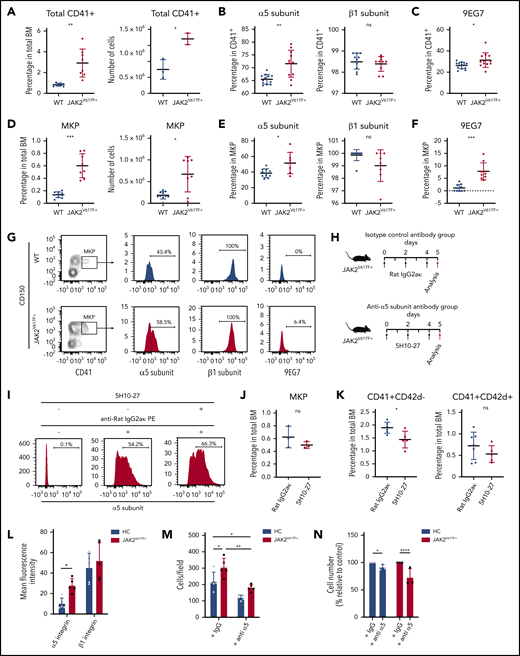 Antibody-mediated inhibition of α5 subunit decreases megakaryocyte numbers in vivo in JAK2V617F+ mice and in JAK2V617F+ patient samples. (A) Percentage and number of total CD41+ megakaryocytes in BM of WT C57BL/6J control (n = 10, 10- to 18-week-old males) and JAK2V617F+ mice (n = 11, 10- to 18-week-old males). Number of CD41+ megakaryocytes correspond to n = 3 animals from each group (14-week-old males). (B) Cell surface expression of α5 (HMα5-1) and β1 (Ha2/5) subunits on CD41+ BM megakaryocytes. Data for α5 subunit represents WT (n = 10, 10- to 18-week-old males) and JAK2V617F+ mice (n = 11, 10- to 18-week-old males); data for β1 subunit represent WT (n = 10, 12- to 14-week-old males) and JAK2V617F+ mice (n = 10, 12- to 14-week-old males). Note that y-axis does not start at 0. (C) Cell surface expression of extended conformation β1 subunit (9EG7) in CD41+ BM megakaryocytes from WT (n = 14, 18- to 25-week-old males and females) and JAK2V617F+ mice (n = 12, 18- to 25-week-old males and females). (D) Percentage out of total BM cells and number of MKP (Lin-c-Kit+Sca-1−CD41+CD150+) in BM of WT (n = 10, 19- to 25-week-old females) and JAK2V617F+ mice (n = 8, 19- to 25-week-old females). (E) Cell surface expression of α5 (HMα5-1) and β1 (Ha2/5) subunits in MKP from WT (n = 10, 19- to 25-week-old females) and JAK2V617F+ mice (n = 8, 19- to 25-week-old females). Note that y-axis does not start at 0 for β1 subunit. (F) Cell surface expression of 9EG7 in MKP from WT and JAK2V617F+ mice (n = 10 each, 18- to 21-week-old females). (A-F) Data are an aggregate of at least 3 independent experiments. (G) Representative data of flow cytometric analysis of α5 (HMα5-1), β1 (Ha2/5) subunits, and 9EG7 expression in MKP shown in panels D-F. (H) Schematic representation of 5H10-27 treatment protocol. JAK2V617F+ mice were injected with either rat IgG2aκ or 5H10-27. Black arrows indicate antibody injection; red arrows indicate date animals were analyzed. (I) Representative flow cytometric analysis of 5H10-27 antibody-labeled CD41+ cells in 5H10-27-injected animals. Cells collected from treated animals were stained ex vivo only with anti-rat IgG2aκ phycoerythrin (PE) secondary antibody (middle), or with 5H10-27 followed by anti-rat IgG2aκ PE (right). Percentage of (J) MKP and (K) CD41+ and CD42d+ cells in JAK2V617F+ animals treated with rat IgG2aκ (n = 7, 8- to 10-week-old females) or 5H10-27 (n = 5, 8- to 10-week-old females). Data represent aggregate from 3 independent experiments. (L) Mean fluorescence intensities of α5 (P1D6) and β1 (TS2/16) integrin subunits in megakaryocytes differentiated from HC and JAK2V617F+ PMF patients (n = 5 per group). (M) 2 × 105 megakaryocytes derived from HC and JAK2V617F+ PMF patients were plated on fibronectin-coated plates and incubated for 3 hours to allow for adhesion in the presence of an unrelated IgG or anti-α5 integrin antibody (SAM-1) with blocking function. Adherent megakaryocytes were counted and expressed as number of cells per field (n = 5 per group). (L-M) All 5 HC and PMF patients 1 through 5 were used in studies. (N) CD34+ cells from HC and JAK2V617F+ PMF patients were differentiated on fibronectin coated-plates in the presence of an unrelated IgG or anti-α5 integrin antibody (SAM-1) with blocking function for 13 days. Three of 5 HC and PMF patients 5 through 7 were used in studies. Normalized cell counts from 3 independent experiments are shown. Data are expressed as mean ± standard deviation; ns, not significant. *P < .05, **P < .01, ***P < .001, ****P < .0001.
