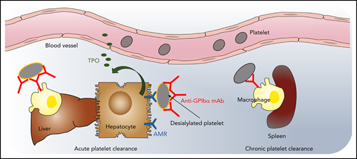 Model of acute and chronic anti-GPIbα antibody–induced platelet clearance. High-dose anti-GPIbα mAb injection opsonizes platelets, leading to platelet activation and aggregation, followed by a rapid clearance from the circulation by liver macrophages and hepatocytes via the AMR (ie, acute antibody-mediated platelet clearance). Hepatic platelet clearance induces rapid thrombopoietin (TPO) production. In contrast, low-dose subcutaneous injections lead to a gradual decrease in circulating platelet count (ie, mimicking chronic thrombocytopenia). After low-dose mAb, platelet clearance is only observed in the spleen by macrophages, and TPO levels remain unaltered. Illustration by Leonardo Rivadeneyra, Versiti Translational Glycomics Center.