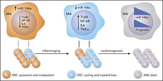 Proposed model: as a consequence of inflammaging, miR-146a levels are reduced, and inflammatory cytokine production is increased in hematopoietic cells, including macrophages. Consequently, these cytokines promote HSC proliferation and differentiation into stem cells with a myeloid and, potentially, leukemic bias. This state contributes to malignant transformation by some cell clones. Upon transformation to AML, miR-146a expression negatively correlates with prognosis.