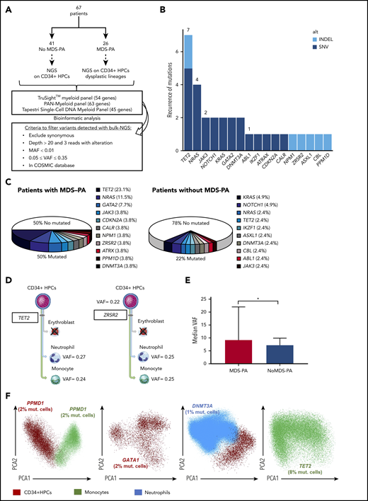 MDS-associated variants in patients newly diagnosed with MM. (A) Study design. (B) Frequency of mutations identified in a total of 95 cell types/samples from 67 patients: 41 without MDS-PA in whom CD34+ HPCs were selected, and 26 with MDS-PA in whom CD34+ HPCs and respective lineages displaying MDS-PA were isolated. Mutations were broken down according to the type of variant. (C) Frequency of detectable mutations in patients with or without MDS-PA. (D) Patients with mutations present in both CD34+ HPCs and mature dysplastic cells (#746, #810). (E) Median variant allele frequency (VAF) in patients with or without MDS-PA. (F) Mutations detected by single-cell DNA sequencing in CD34+ HPCs and/or dysplastic myeloid lineages from 4 patients with MDS-PA. *P ≤ .05. COSMIC, Catalogue Of Somatic Mutations In Cancer; MAF, mutant allele frequency; mut., mutated; SNV, single nucleotide variant.