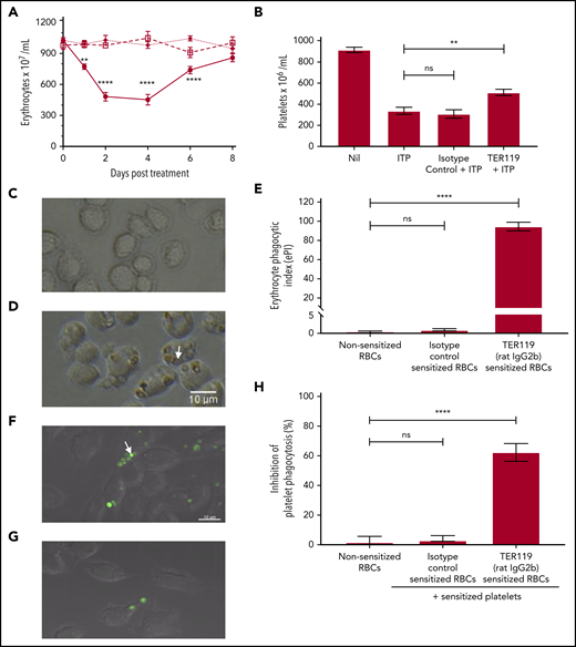 Characterization of TER119 (rat IgG2b) in vitro and in vivo. (A) To assess anemia, mice were uninjected (□—□), injected with 40 µg isotype control antibody (◆—◆), or injected with 40 µg TER119 antibody (●–●). Mice were bled and erythrocytes enumerated at the indicated time points. Day 0 counts represent the erythrocyte count before treatment; n = 5-8. Statistical significance was determined using a 2-way analysis of variance followed by Tukey’s test. (B) To test for therapeutic efficacy in ITP, mice were injected with the antierythrocyte antibody followed by MWReg30 (antiplatelet antibody) after 30 minutes to induce thrombocytopenia. Platelet counts were assessed 24 hours later. “Nil” represents the baseline platelet count of the control untreated mice, while ITP refers to the mice receiving the antiplatelet antibody alone (with no therapeutic treatment); n = 6-7. Statistical significance was determined using the Mann-Whitney U test. (C-E) Erythrocyte phagocytosis. Erythrocytes were sensitized with the isotype control antibody (C) or TER119 antibody (D) and incubated with RAW 264.7 macrophages to assess phagocytosis. Phagocytosis was observed using an inverted light microscope. Engulfed erythrocytes (D; arrow points to an engulfed erythrocyte) are seen as a red-brown sphere within macrophages. Phagocytosis was quantified using the erythrocyte phagocytic index (ePI; E); n = 4-8. Statistical significance was determined using the Mann-Whitney U test. (F-H) Inhibition of platelet phagocytosis. Platelets were labeled with a cell tracker dye (green) and sensitized with MWReg30 (antiplatelet antibody). Erythrocytes were sensitized with the isotype control antibody (F) or TER119 antibody (G). Sensitized platelets and erythrocytes were simultaneously incubated with RAW 264.7 macrophages. Platelet phagocytosis was assessed by confocal microscopy. Engulfed platelets (F; arrow points to an engulfed platelet) are seen as a green sphere within macrophages. Inhibition of platelet phagocytosis (H) was calculated relative to the sensitized platelets group for that experiment (no treatment; arbitrarily set as 0% inhibition); n = 3-6. Statistical significance was determined using the Mann-Whitney U test. ** P < .01, **** P < .0001 (ns, not significant).