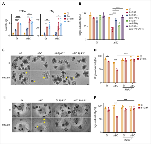 Allogeneic T cells induce TNF-α–mediated necroptosis in intestinal organoids. (A) Fold change in indicated cytokines in culture supernatants from Figure 3B. Each value is normalized to nonstimulated samples; n = 3 mice each. (B) Viability of small intestinal organoids treated or not with anti–TNF-α and/or anti–IFN-γ antibody and cocultured with B10.BR T cells for 48 hours; n = 3 mice each. Representative images of cocultured small intestinal (C) and colonic (E) organoids. Arrowheads denote dead organoids. Scale bars, 100 µm. Viability of small intestinal (D) and colonic (F) organoids from B6-background Atg16L1f/f (f/f), Atg16L1ΔIEC (ΔIEC), f/f Ripk3−/−, and ΔIEC Ripk3−/− mice cocultured for 48 hours with B10.BR T cells; n = 3 mice each. Data points in A, B, D, and F are mean of technical replicates. Bars represent mean ± standard error of the mean, and ≥2 independent experiments were performed. *P < .05, **P < .01, ***P < .001, ****P < .0001.