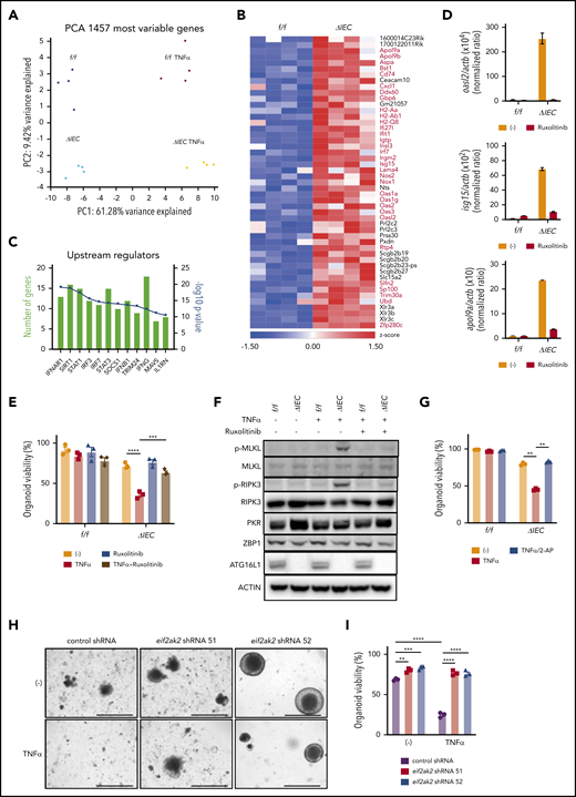 Loss of viability in ATG16L1-deficient intestinal organoids is associated with an IFN signature. (A) Unsupervised clustering based on expression of most variable genes by genotype and treatment with 20 ng/mL TNF-α for 2 hours. n = 4 replicates per group, each replicate was derived from separate mice. (B) Heat map of genes with a twofold change in Atg16L1ΔIEC (ΔIEC) over Atg16L1f/f (f/f) organoids. ISGs are highlighted with red and bold. (C) Pathway analysis of genes differentially expressed between f/f and ΔIEC naive organoids. (D) Quantitative reverse-transcription polymerase chain reaction (RT-PCR) measurement of indicated ISG expression normalized to actb in small intestinal organoids from B6 mice that were treated or not with 100 nM ruxolitinib at day 3. n = 3 mice each. (E) Viability of small intestinal organoids stimulated with 20 ng/mL TNF-α and/or 100 nM ruxolitinib for 48 hours. n = 3 mice each. (F) Western blot analysis of cell death–related proteins at day 3. f/f and ΔIEC organoids cultured with or without 100 nM ruxolitinib were treated with 20 ng/mL TNF-α for 2 hours. Blots are representative of ≥2 independent repeats. (G) Viability of small intestinal organoids stimulated with 20 ng/mL TNF-α and/or 500 μM 2-aminopurine (2-AP) for 48 hours. n = 3 mice each. Representative images (H) and viability (I) of small intestinal organoids from Atg16L1ΔIEC mice transduced with lentiviruses encoding shRNAs targeting Eif2ak2 or a nonspecific control and treated or not with 20 ng/mL TNF-α for 48 hours; n = 3 mice each. Scale bars, 1 mm. Data points in D, E, G, and I are mean of technical replicates. Bars represent mean ± standard error of the mean, and ≥2 independent experiments were performed. **P < .01, ***P < .001, ****P < .0001.