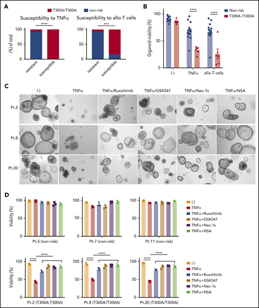 Intestinal organoids derived from ATG16L1T300Ahomozygous individuals exhibit heightened susceptibility to TNF-α and allogeneic T cells. (A) Proportion of human small intestinal organoids from Figure 6B and 6C that were susceptible (displayed >50% lethality) to recombinant TNF-α (left panel) or allogeneic T cells (right panel). n = 14 (nonrisk) and n = 6 (T300A/T300A). Statistical significance was validated with Fisher’s exact test. (B) Combined organoid viability in A; n = 14 (nonrisk) and n = 6 (T300A/T300A). Data points represent an average viability of individual organoids in Figure 6. Representative images (C) and viability (D) of human small intestinal organoids stimulated or not with 50 ng/mL TNF-α, 100 nM ruxolitinib, 1 μM GSK547, 20 μM necrostatin-1s (Nec-1s), or 2 μM necrosulfonamide (NSA) for 48 hours. Scale bars, 400 µm. Data points are mean of technical replicates. At least 2 independent experiments were performed. ***P < .001, ****P < .0001.