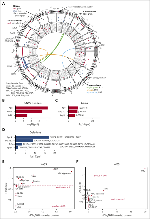 Genomic alterations during progress from CP to BC. (A) The genomic DNA of 13 paired patients with CML was analyzed by WGS at 2 disease stages, allowing the identification of stage-specific alterations for BC (CP→BC) for each patient. Circos plot shows in the outer layer genomic gains (red) deletions (blue), and inversion/complex rearrangements (black), followed toward the center by SNVs (silent/noncoding in black and putative damaging in red). Each row represents 1 of the 13 samples. Central lines show translocations with individual samples in different colors. (B) Significantly mutated genes by SNV and indels in 13 patients during progression. (C-D) Significantly copy number altered genomic regions acquired during progression by (C) gains and (D) deletions. (E-F) Test for significant (x-axis) and enrichment (y-axis) of genomic alterations acquired from CP to BC for paired (E, by WGS) or unpaired (F, by WES) samples in genes related to cancer and epigenetic pathways (see supplemental Table 11 for gene lists). Dashed lines indicate significance and deviation from the null hypothesis of no enrichment (enrichment = 1).