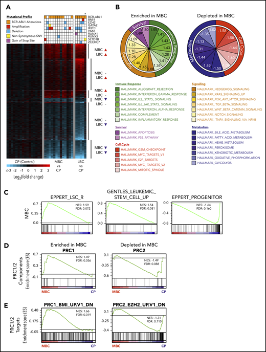 CD34+ BC progenitors exhibit transcriptional convergence. (A) Heat map of statistically significant (Log2 fold-change > 0.58 or < −0.58 and adjusted P < .05) gene expression differences between CD34+ MBC (n = 13), LBC (n = 5), and CP (n = 16) progenitors. Mutational profiles of the commonest recurring gene mutations are depicted for each transcriptome. All ABL1 mutations are in the 3′ part of the gene belonging to BCR-ABL1. *Biphenotypic BC sample with myeloid and lymphoid immunophenotype (“Methods”). (B) Enriched and depleted MSigDB v6.1 hallmark gene sets within the MBC gene expression networks. (C) GSEA-based network analysis for LSC gene set signatures within MBC transcriptomes. (D-E) PRC1 and PRC2 pathway gene set signatures within MBC by GSEA.
