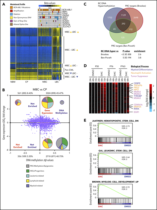 The BC methylome is enriched for PRC targets and regulates differentiation. (A) DNA methylation heat map of NBM (n = 7), CP (n = 28), MBC (n = 18), and LBC (n = 12) β values. Mutational profiles of the commonest recurring gene mutations are depicted for each methylome. *Biphenotypic BC sample with myeloid and lymphoid immunophenotype (“Methods”). (B) Starburst plot depicting the relationship between gene expression and DNA methylation (adjusted P < .05 for both). Numbers indicate probes with number of genes in parentheses. Percentages indicate proportion of probes out of the total. The number of samples used are 28 for CP and 18 for MBC. Pie charts show relative proportions of MSigDB v6.1 gene set functions enriched in each quadrant for gene expression and DNA methylation, whereas pie chart size indicate the relative number of gene sets (not to scale). (C) Genes that are hypermethylated at BC significantly overlapped with genes that are bound by PRC from 2 published data sets.35,36 (D) Heat map showing gene expression changes for DAC compared with dimethyl sulfoxide treatments (adjusted P value < .05 and gene expression Log2 fold-change >0.58 or <−0.58) in 3 primary BC patient samples. (E) Preranked GSEA analysis of the expression profile of DAC-treated primary BC cells that is depleted for HSC and LSC signature but enriched for myeloid differentiation genes.